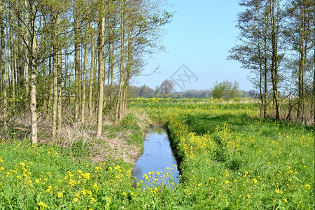 田野里的油菜花图片