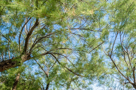 公园松树植物蓝色天空背景的绿树枝详细明数图片