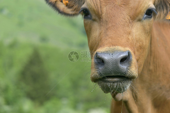 美丽的年轻塔坦提西棕色奶牛的贴近肖像哺乳动物农业图片