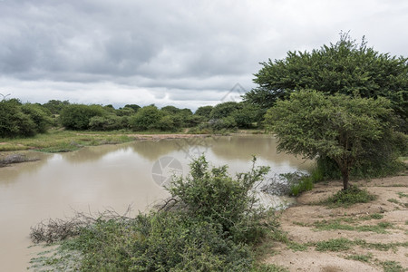 荒野非洲南部保留有水的自然区域绿色预订图片