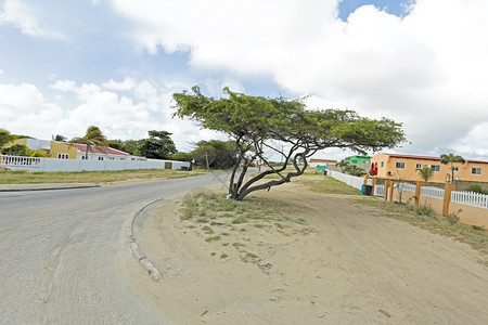 植被在加勒比阿鲁巴岛农村在加勒比的阿鲁巴岛建筑学街道图片