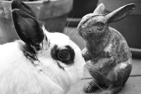 宠物兔子和雕像图片