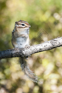 俄罗斯西伯利亚花栗鼠站立在树的四肢上常见设图片