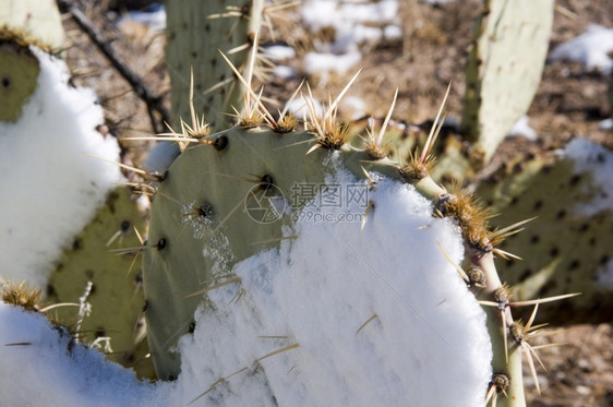 植物沙漠雪冬天刺图片