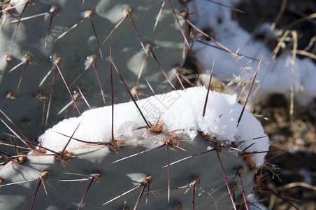 植物沙漠积雪锋利的寒冷图片