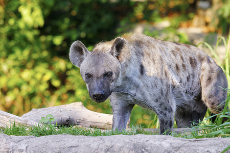 肉食动物眼睛斑点的hyena肖像国民图片素材