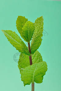 草本植物叶子薄烹饪图片