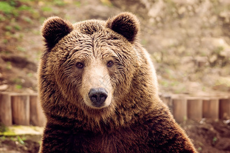 脸岩石哺乳动物棕熊前视角图片