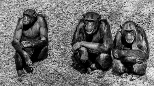 三只黑猩坐在彼此旁边贝拉丘猿猴背景图片