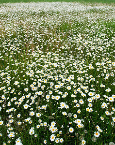 植物花瓣夏天中草地上满是鲜花camomille景观图片