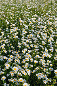 花瓣场地覆盖夏天中草地上满是鲜花camomille图片