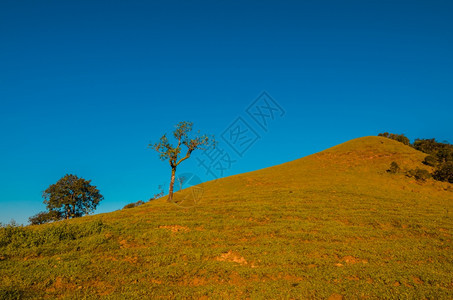 顶峰树蓝色天空的绿山场地图片