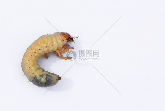 线圈腿昆虫孤立在白色背景上的甲虫蛴螬在白色背景上孤立的椰子犀牛甲虫幼在白色背景上孤立的甲虫蛴螬图片