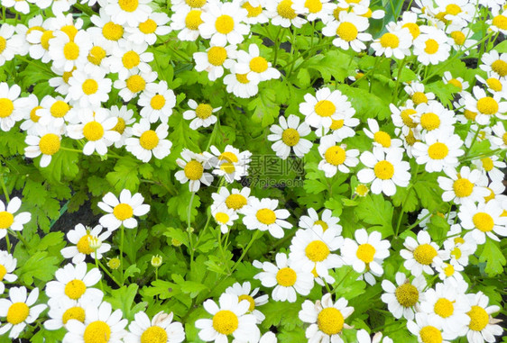 绿色草地有白花蜜背景夏天园朵图片