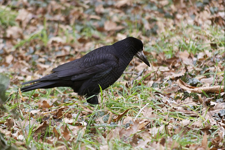 寻找食物的黑乌鸦普通自然动物掠夺图片
