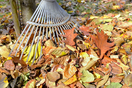 工具打扫花园里的落叶图片