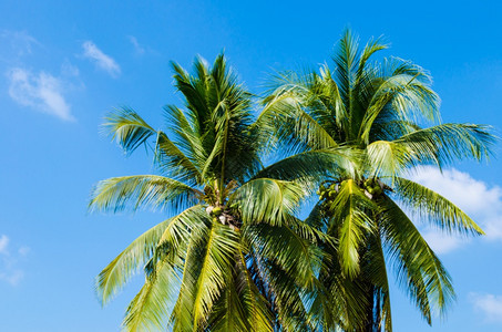热带天双胞胎夏日的椰子树图片