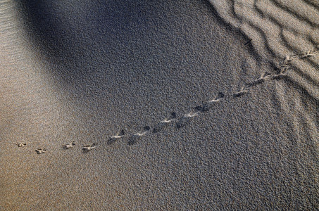 海移动生活沙丘物蜥蜴脚印沙光和阴影图片