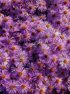开花植物盛园里的朵紫雏菊图片
