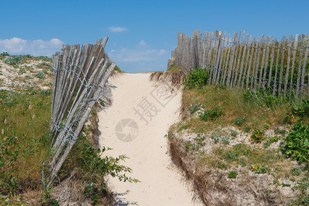 植物在布列塔尼的沙丘之间有由木板组成的栅栏路径自然海岸图片