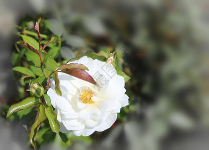 一种在花园的灌木丛上露着玫瑰花和芽盛开衬套图片