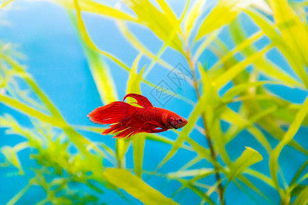 水族馆蓝色的中鹦鹉鱼照片海洋图片