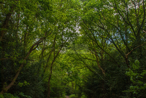 环境森林中长着许多绿树的青山路春天景观图片