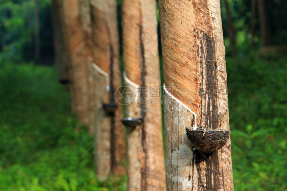 工业的热带泰国橡胶树种植园图片