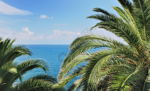 热带海上棕榈树和蓝天空背景海滩叶子图片