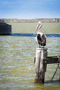 Pelican坐在南澳大利亚海边的旧木柱上老桩鸟帖子鹈鹕图片