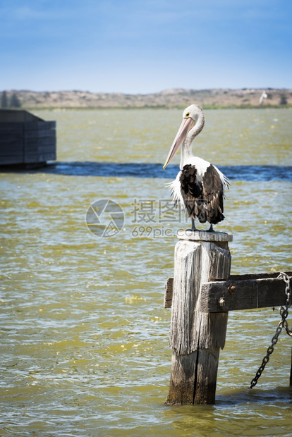 Pelican坐在南澳大利亚海边的旧木柱上老桩鸟帖子鹈鹕图片