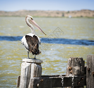 Pelican坐在南澳大利亚海边的旧木柱上老桩坐着海洋邮政图片