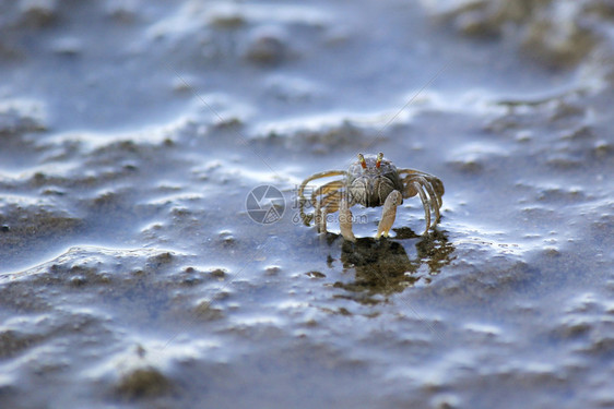 沙滩上的小螃蟹图片