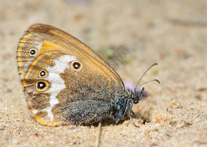 小蝴蝶在沙滩上背景图片