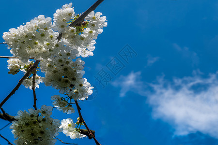 白色的合适春花背景小白樱桃或梅花模糊适合制作背景图象美丽的图片