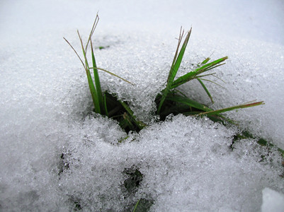 雪地里的小草图片