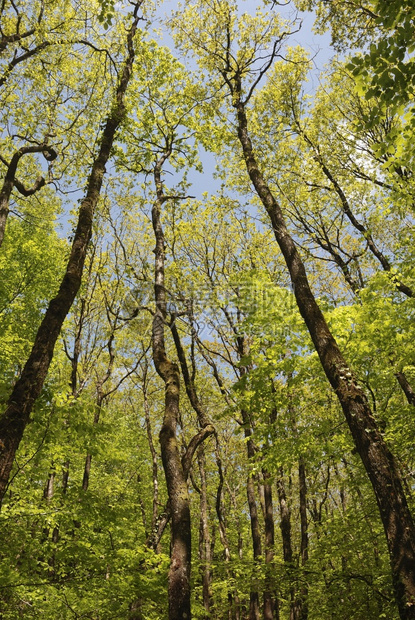 树自然布列塔尼森林的蜜蜂木头图片