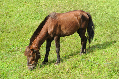 绿化草动物泰国马背景图片