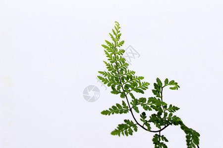 白色背景上孤立的绿叶一种植物学玉石图片