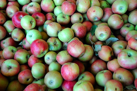 健康本迪克森新鲜收获的红苹果和绿其中有一些苹果叶夹在红绿中新鲜的图片