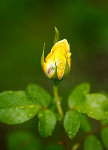 黄玫瑰芽关闭浅的DOF自由度植物花图片