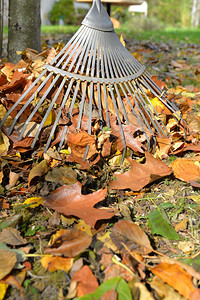 打扫院子里的落叶图片