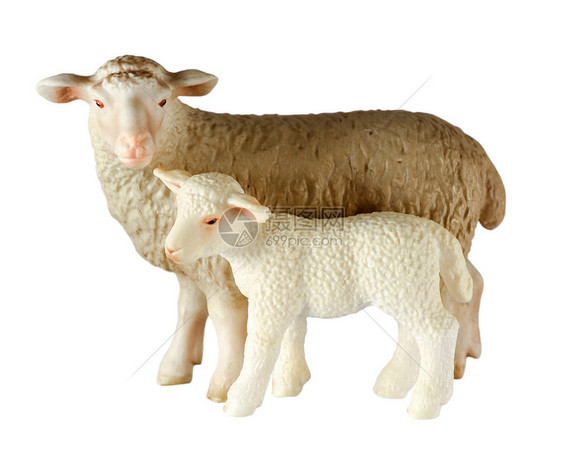 宠物国内的两只白色玩具羊羔完全隔离在白色背景上绵羊和羔关门图片