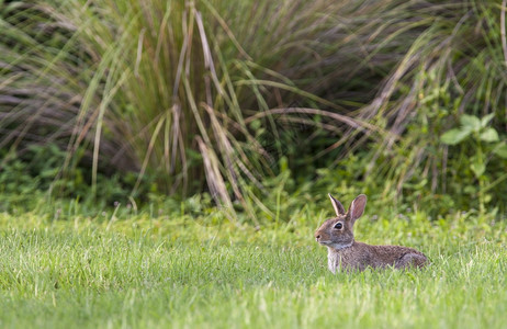 草地里的兔子图片