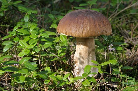 森林里生长的蘑菇图片