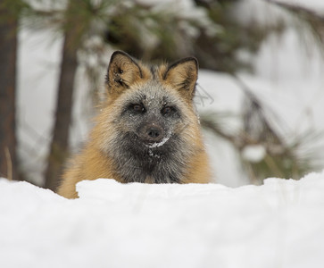 深雪中的十字狐狸肖像肉食动物猎人灰色的图片