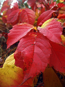 树枝上的红色秋叶图片