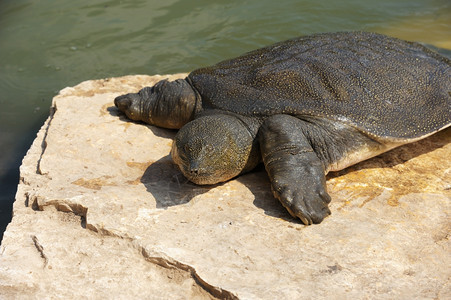 自然水尼罗河亚历山大以色列河中的尼罗夫柔软壳龟三龙星核共济图片