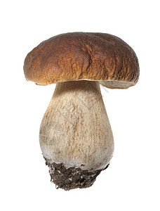 波西尼蘑菇香白被孤立的纸面包生剪下牛肝菌图片