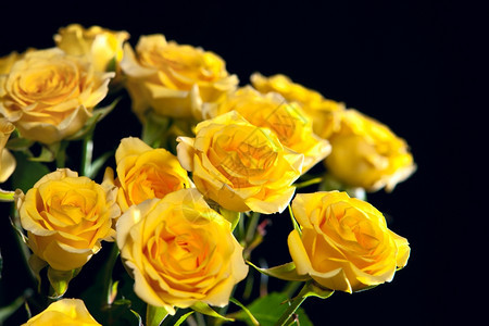 美丽的黄玫瑰花束朵隔绝在黑色背景上黄的新鲜叶子图片